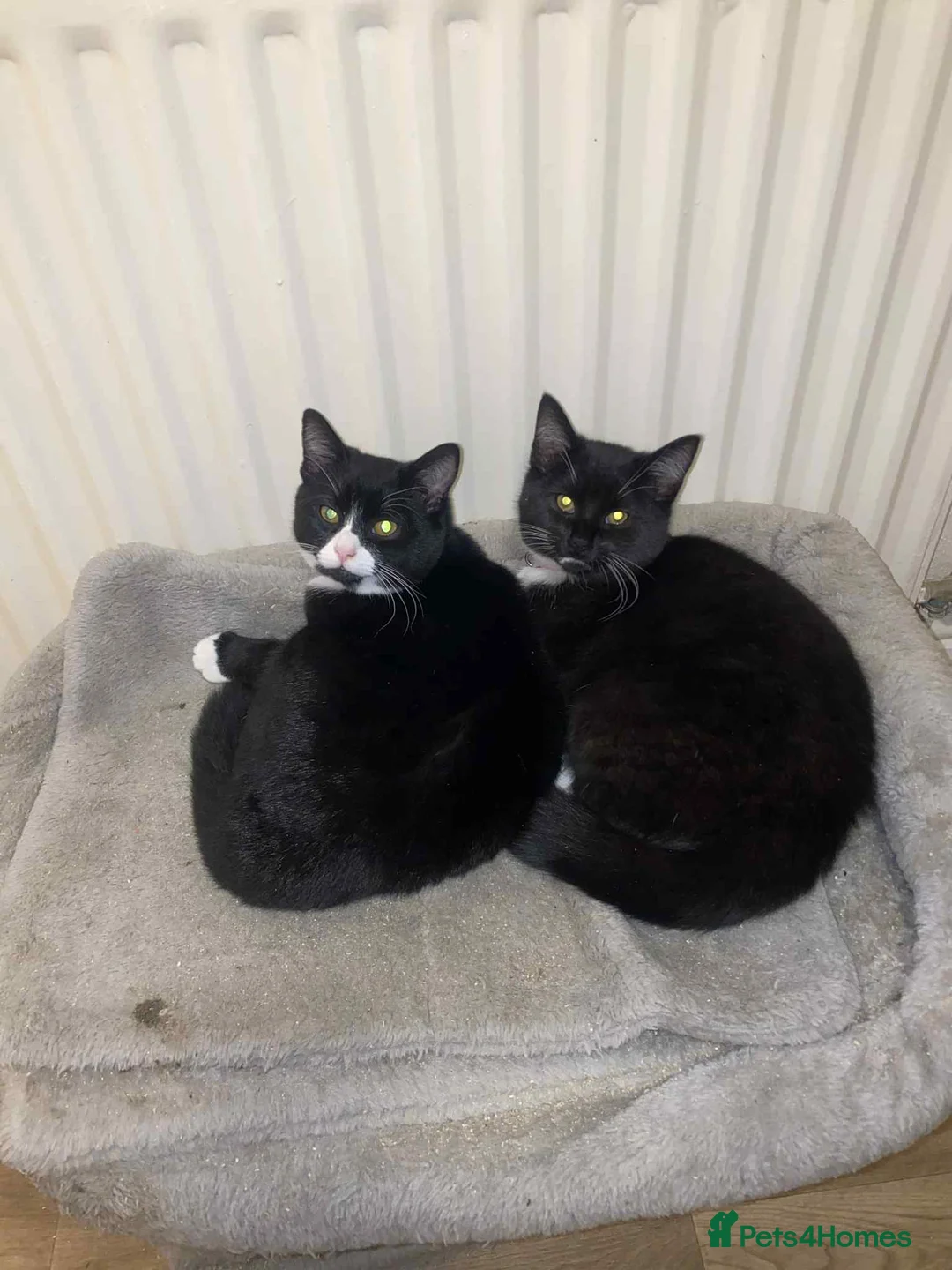 Mixed Breed cats for sale: 2 Female Sisters - Advert 1