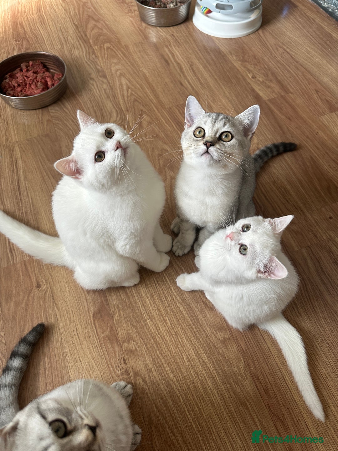 British Longhair cats for sale: Gorgeous British Longhair & Shorthair Kittens - Image 18