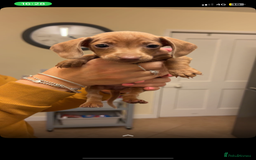 Dachshund dogs for sale: Beautiful Dachshund puppies for sale  - Image 9