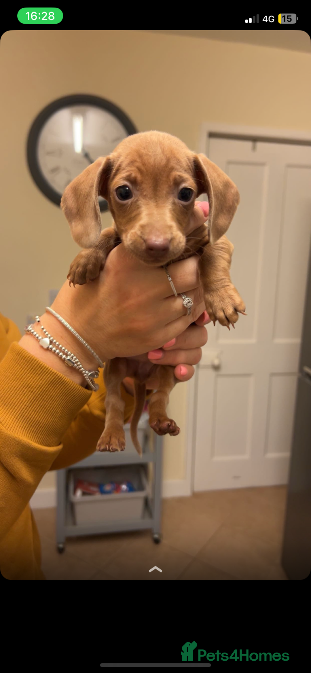 Dachshund dogs for sale: Beautiful Dachshund puppies for sale  - Image 9