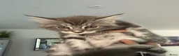 Maine Coon cats for sale: Our Maine coon kittens in Weston-super-Mare - Advert 2