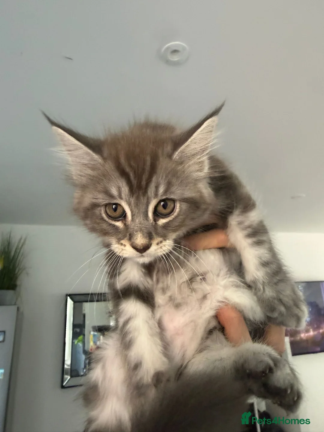 Maine Coon cats for sale: Our Maine coon kittens in Weston-super-Mare - Advert 2