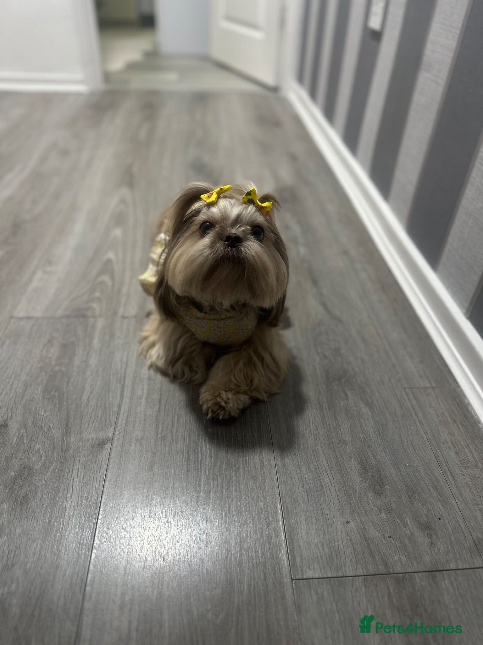 Shih Tzu dogs Imperial Shih tzu - Advert 2