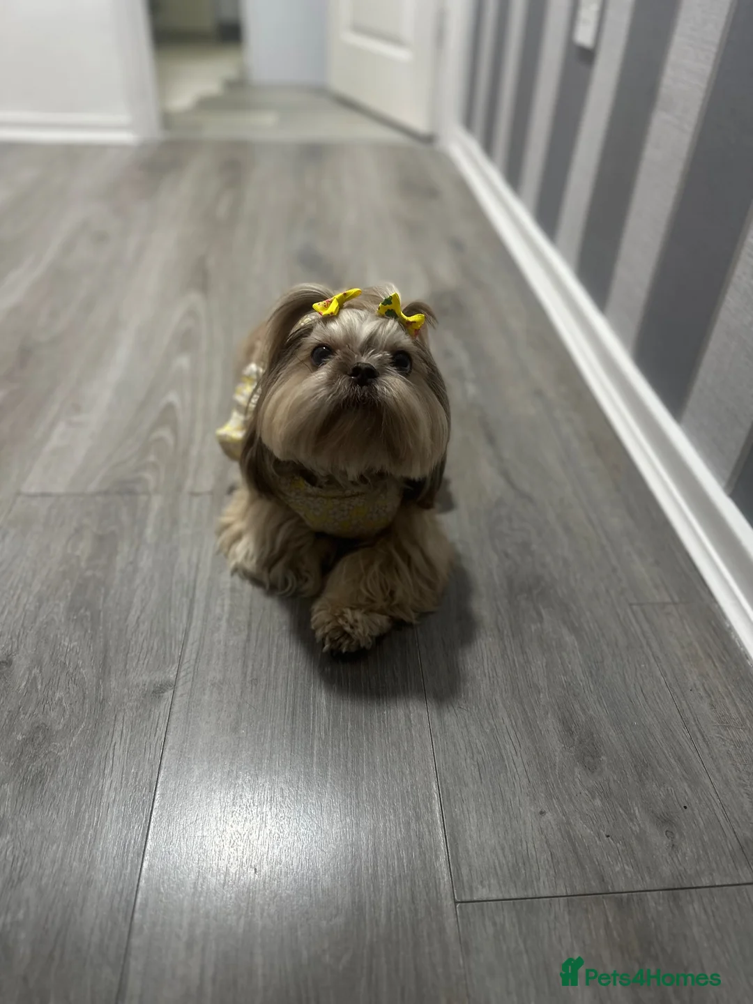 Shih Tzu dogs for sale: Imperial Shih tzu - Advert 1
