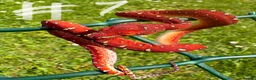 Snake reptiles for sale: UKCBB Green Tree Pythons - Advert 3