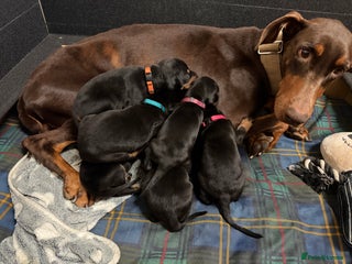 Dobermann dogs Gorgeous Black and Tan Dobermann puppies - Advert 7