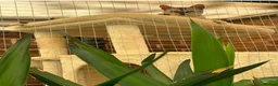 Bengal cats for sale: Bengal Snow Girl - Advert 6