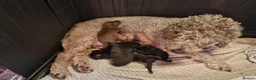 Bedlington Terrier dogs for sale: Bedlington terrier pups for sale - Advert 8