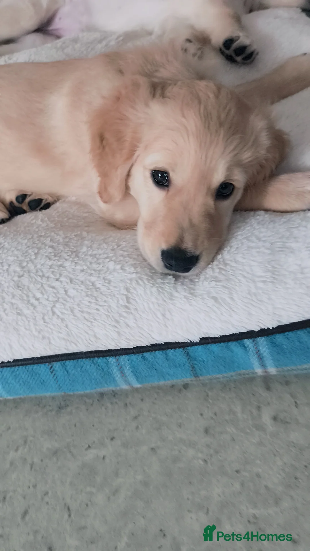 Golden Retriever dogs for sale: 🐶Golden retriever puppy  - Advert 2