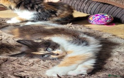 Mixed Breed cats for sale: Kittens in Wolverhampton - Image 5