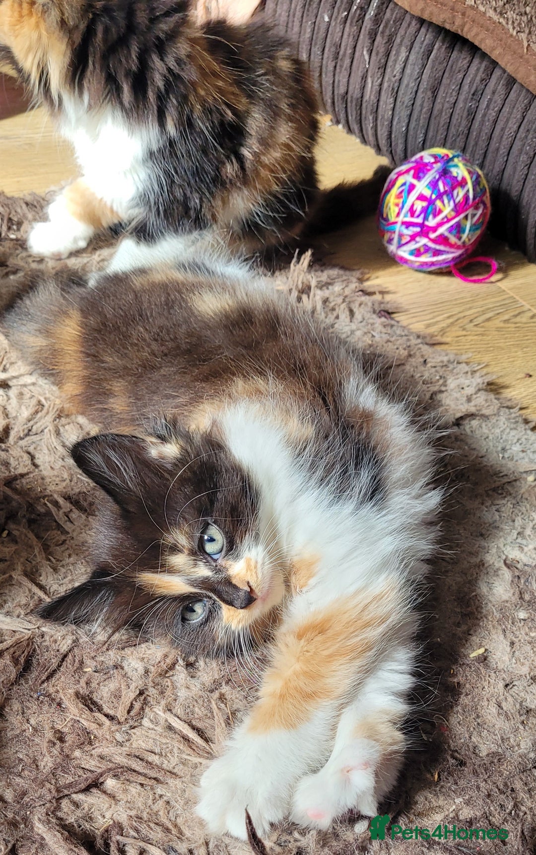 Mixed Breed cats for sale: Kittens in Wolverhampton - Image 5