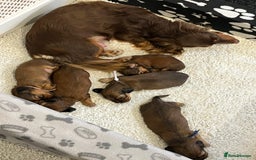 Miniature Dachshund dogs for sale: Family owned miniature longhaired dachshunds - Image 18