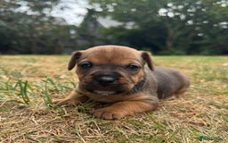 Jack Russell dogs for sale: Jack Russel terrier puppies for sale - Image 5