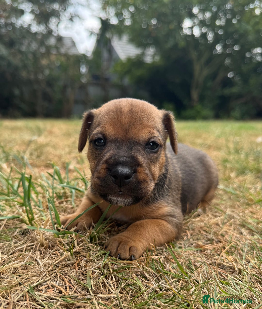 Jack Russell dogs for sale: Jack Russel terrier puppies for sale - Image 5