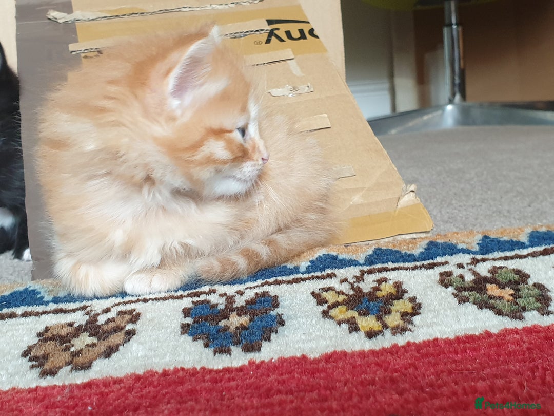 Mixed Breed cats for sale: Adorable kitten for sale - Image 10