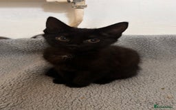 Mixed Breed cats for sale: 3 mixed female and 1 male  - Image 7