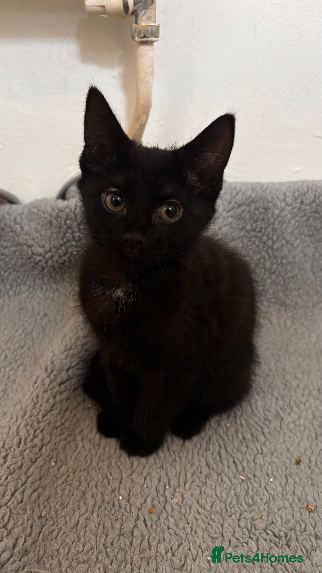 Mixed Breed cats for sale: 3 mixed female and 1 male  - Image 7