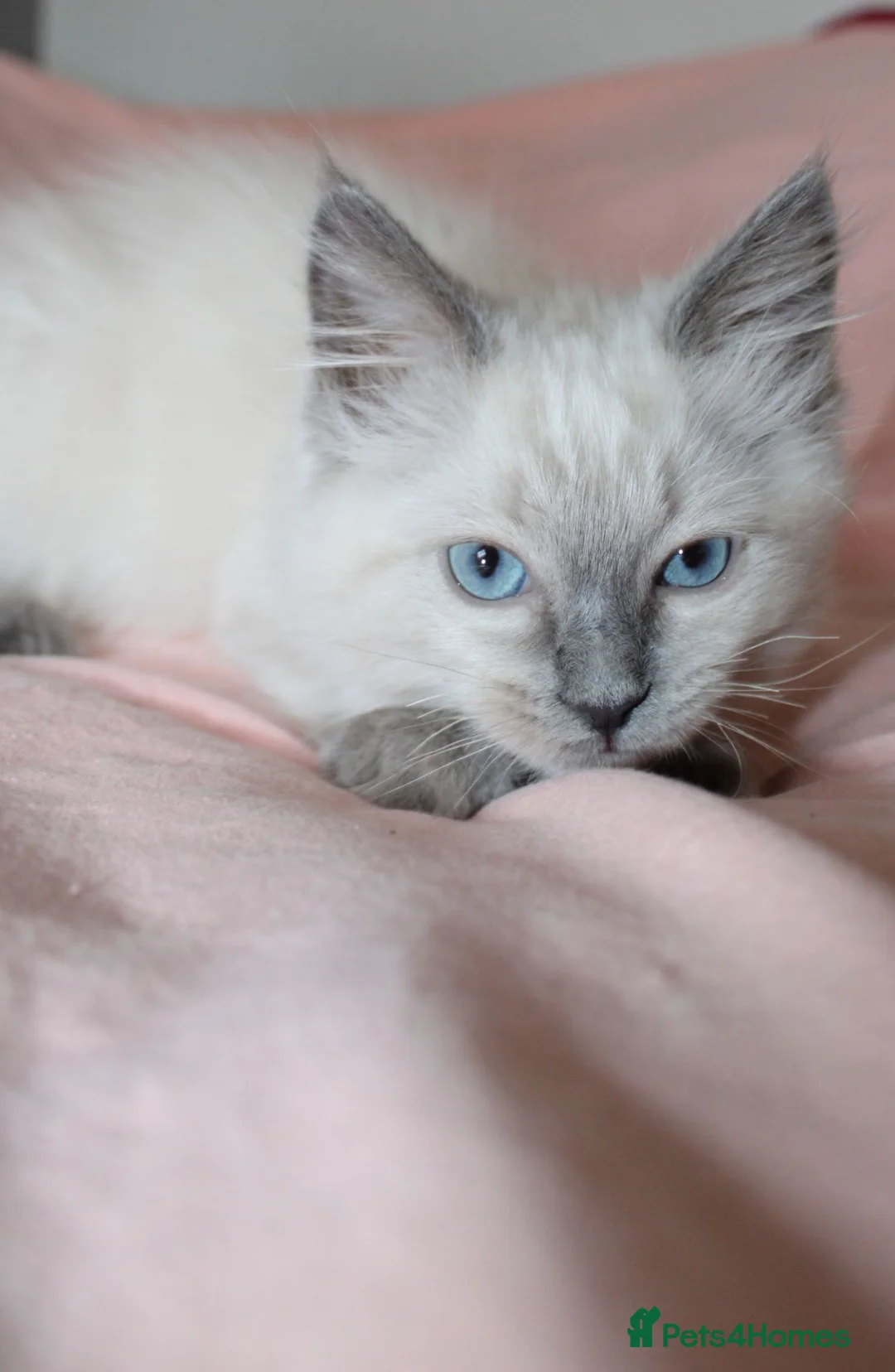 Ragdoll cats for sale: Fully Vaccinated GCCF parents  - Advert 1
