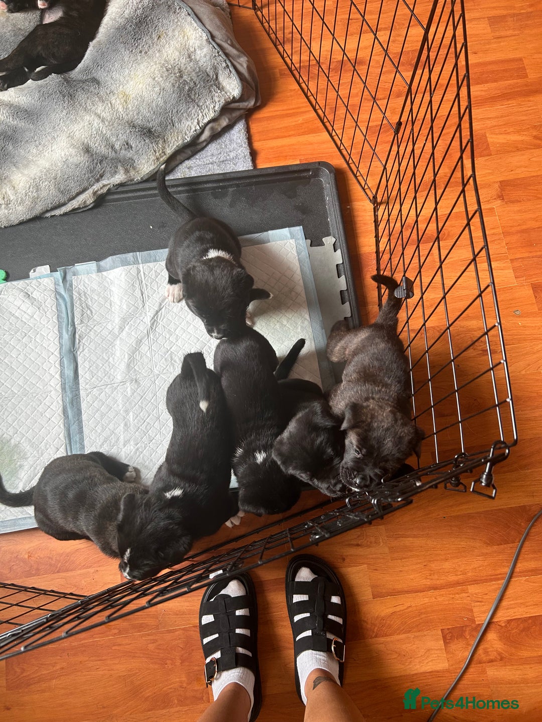 Mixed Breed dogs for sale: One puppy left, Cane Corso X Japanese Akita - Image 15