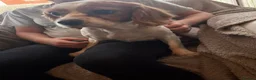 Cavalier King Charles Spaniel dogs for sale: Cavalier King Charles  - Advert 1