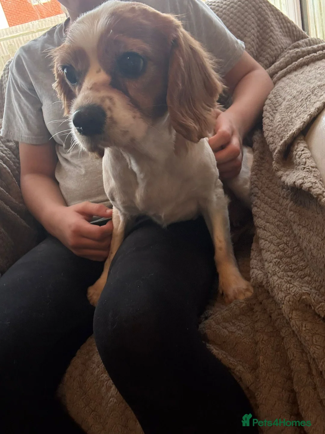 Cavalier King Charles Spaniel dogs for sale: Cavalier King Charles  - Advert 1