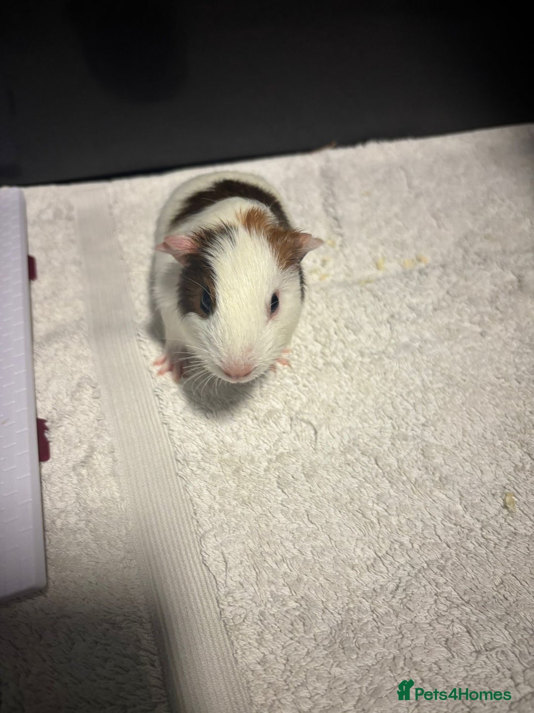 Guinea Pig rodents for sale: Baby Guinea Pigs  - Advert 6