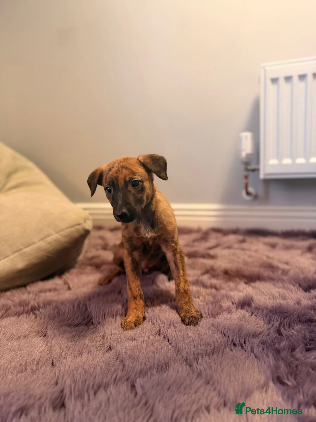 Mixed Breed dogs for sale: All Girls Greyhound/Whippet/Lurcher Cross Puppies! - Advert 18