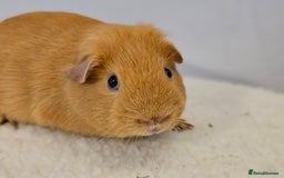 Guinea Pig rodents for sale: Purebred self cream and buff boars - Image 6