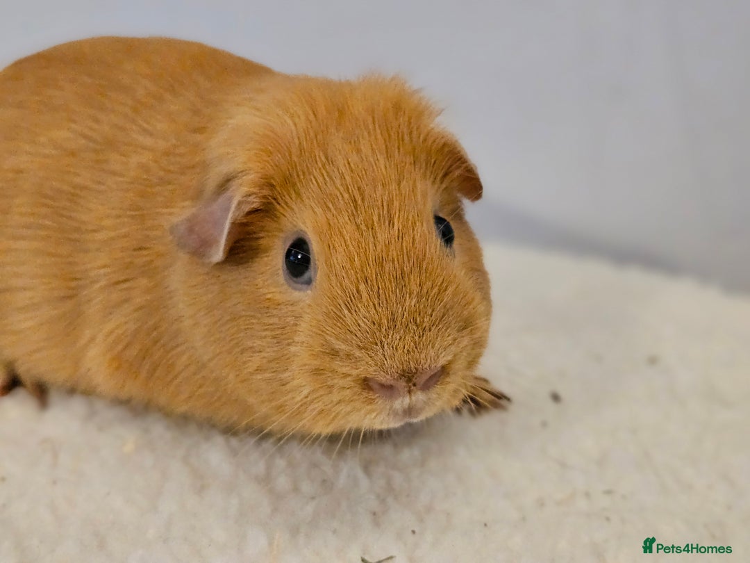 Guinea Pig rodents for sale: Purebred self cream and buff boars - Image 6