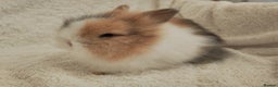 Lionhead rabbits for sale: Double mane lionhead rabbits - Advert 4