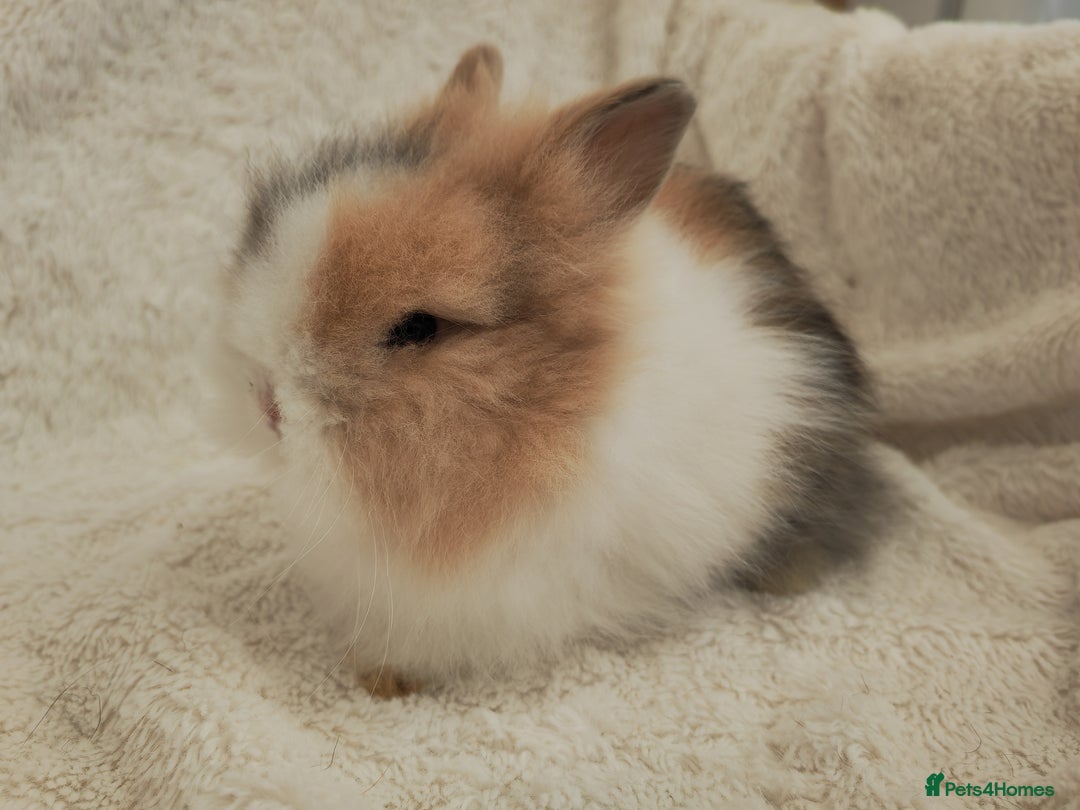 Lionhead rabbits for sale: Double mane lionhead rabbits - Image 4