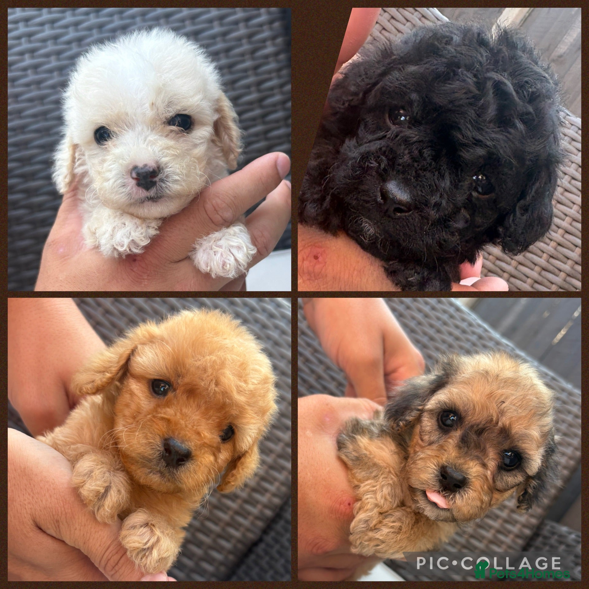 Cavapoo dogs F1 Cavapoo puppies for sale - Advert 8
