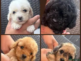 Cavapoo dogs F1 Cavapoo puppies for sale - Advert 8