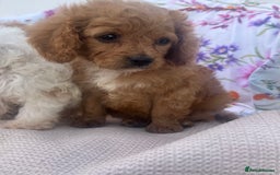 Cavapoo dogs for sale: Cavapoo puppies - Image 3