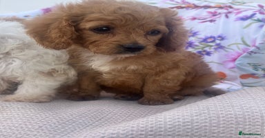 Cavapoo dogs - Advert 8