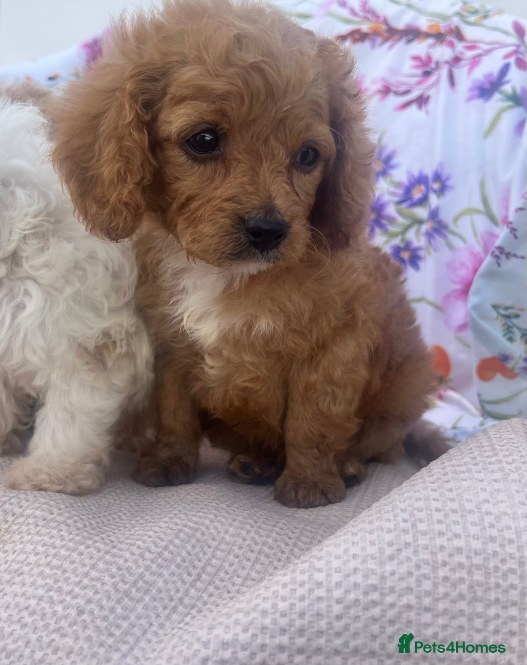 Cavapoo dogs for sale: Cavapoo puppies - Image 3