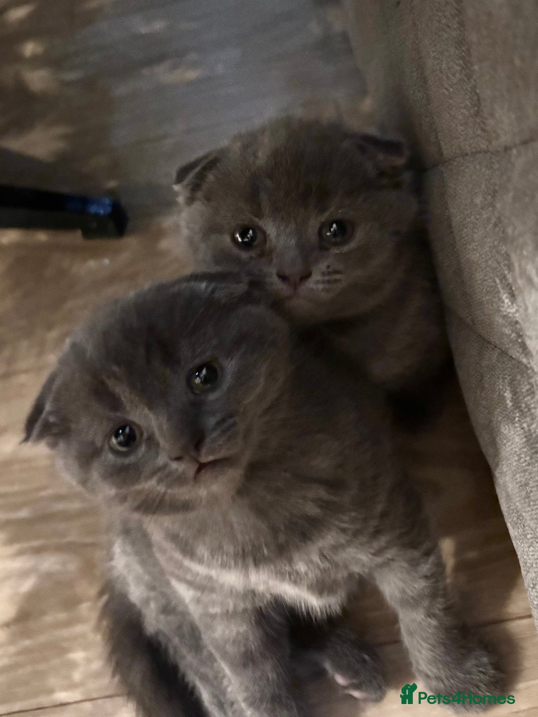 Scottish Fold cats for sale: Mother cat and Scottish fold kittens - Advert 1