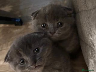 Scottish Fold cats Mother cat and Scottish fold kittens - Advert 4