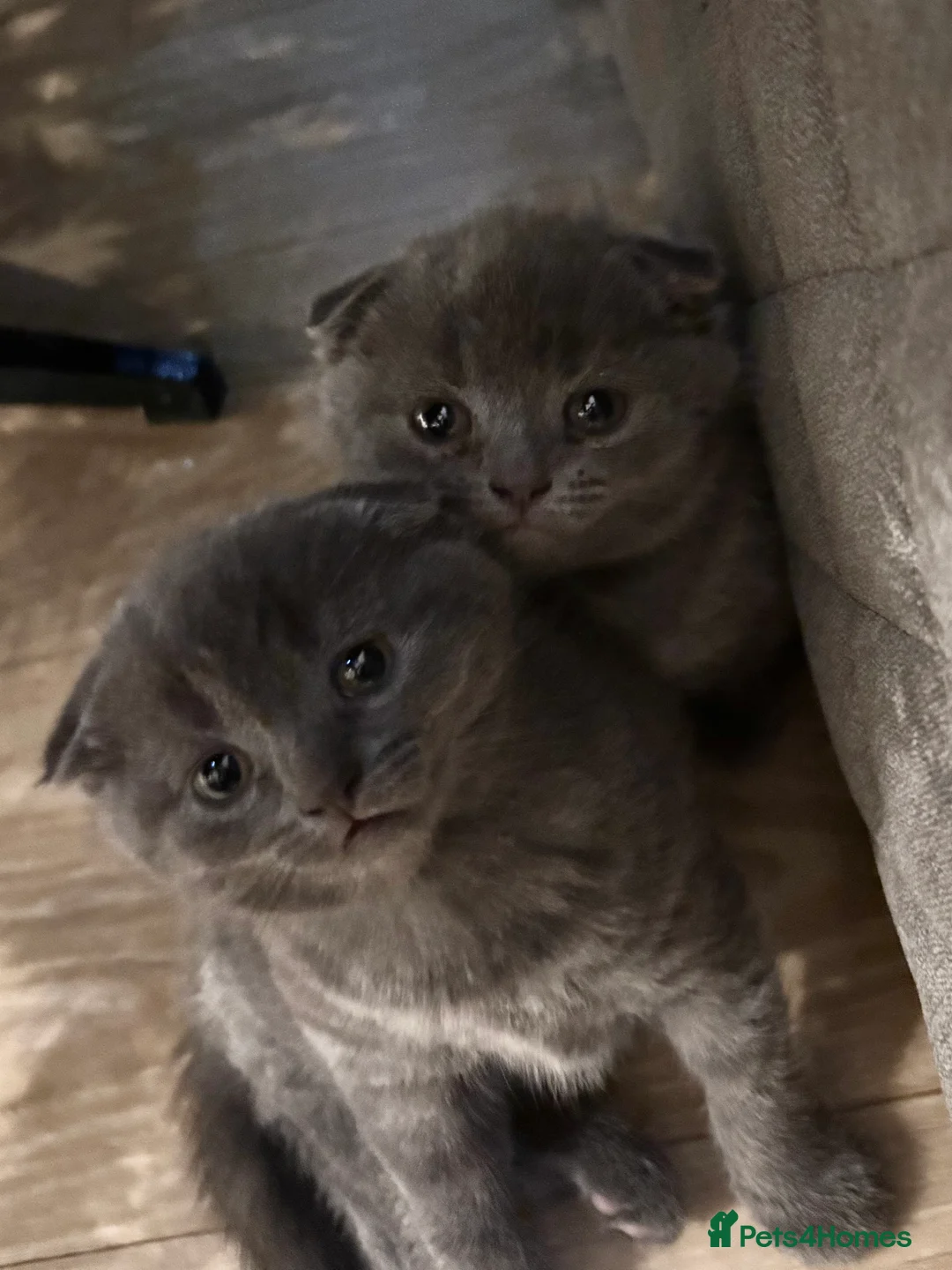 Scottish Fold cats for sale: Mother cat and Scottish fold kittens - Advert 3