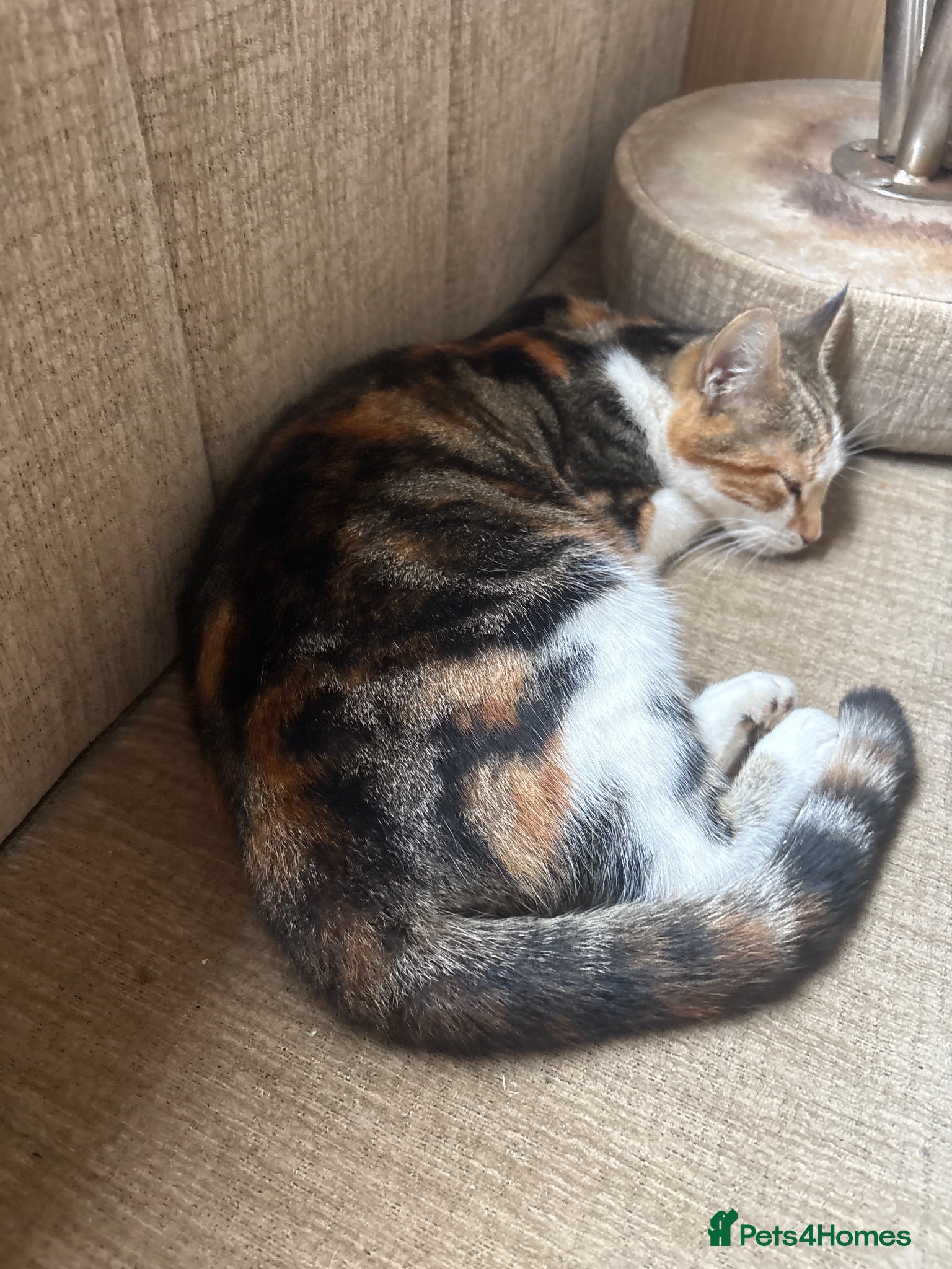 Mixed Breed cats 5 beautiful kittens  - Advert 1