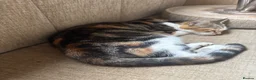 Mixed Breed cats for sale: 5 beautiful kittens  - Advert 1