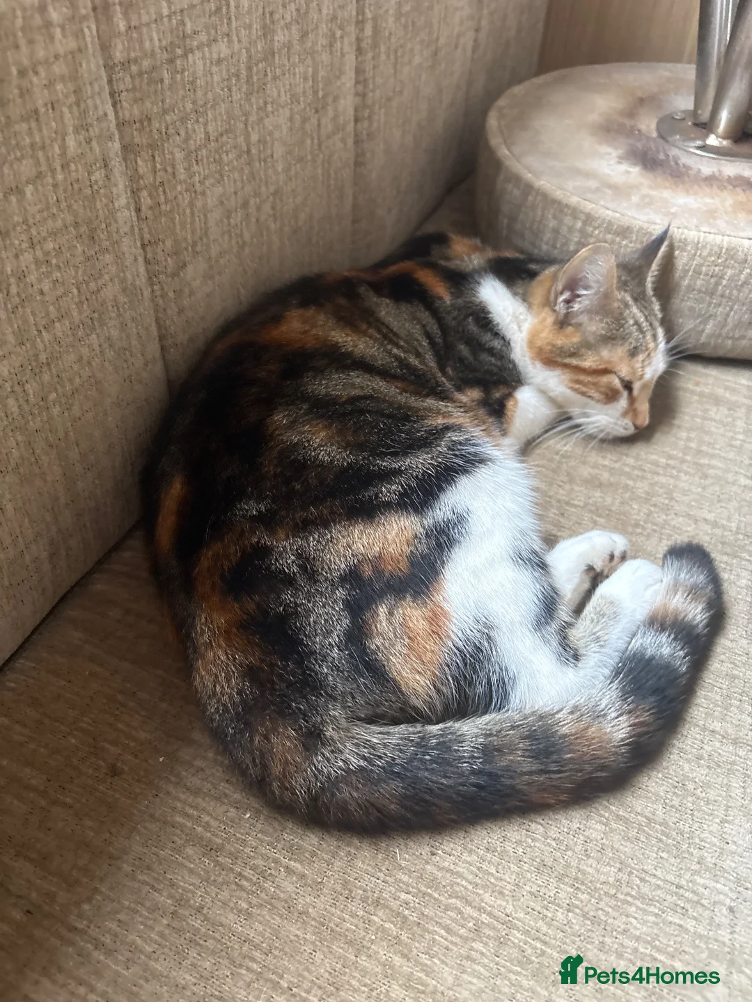 Mixed Breed cats for sale: 5 beautiful kittens  - Advert 1