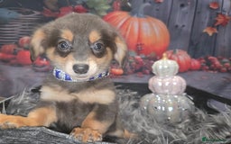 Mixed Breed dogs for sale: Pomweenies 💕💕 - Image 13