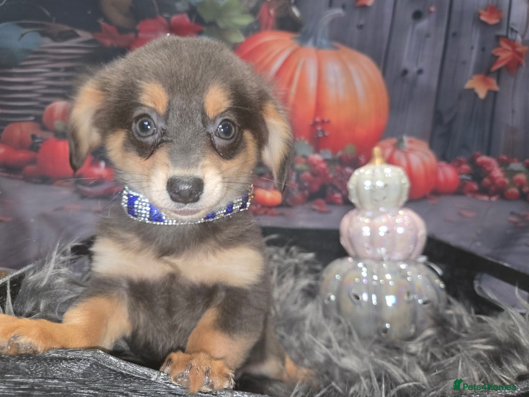 Mixed Breed dogs for sale: Pomweenies 💕💕 - Image 13