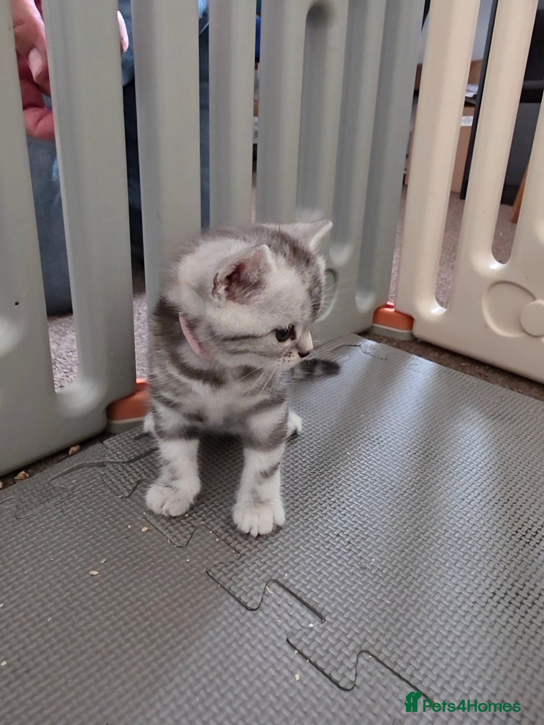 British Shorthair cats for sale: BSH Silver Tabby  - Image 22