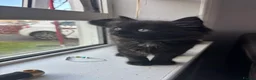 Mixed Breed cats for sale: 4 kittens ready for forever homes  - Advert 15