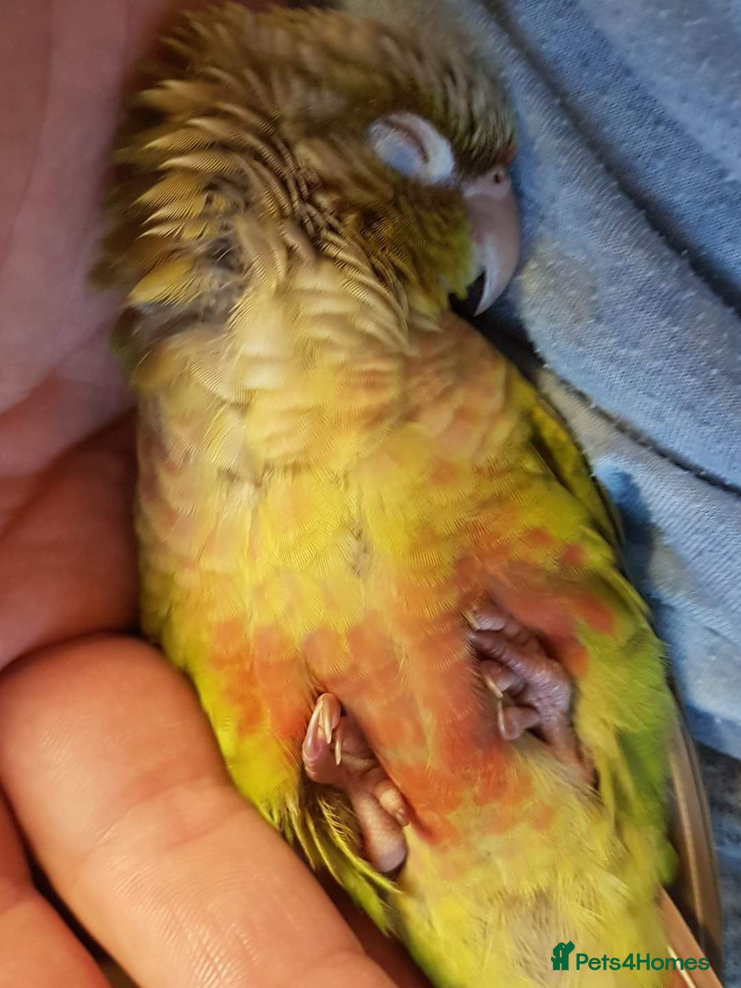 Conures birds for sale: Pineapple Conure fully tamed - Image 2