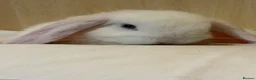 Mini Lop rabbits for sale: Mini lop ear rabbit - Advert 3