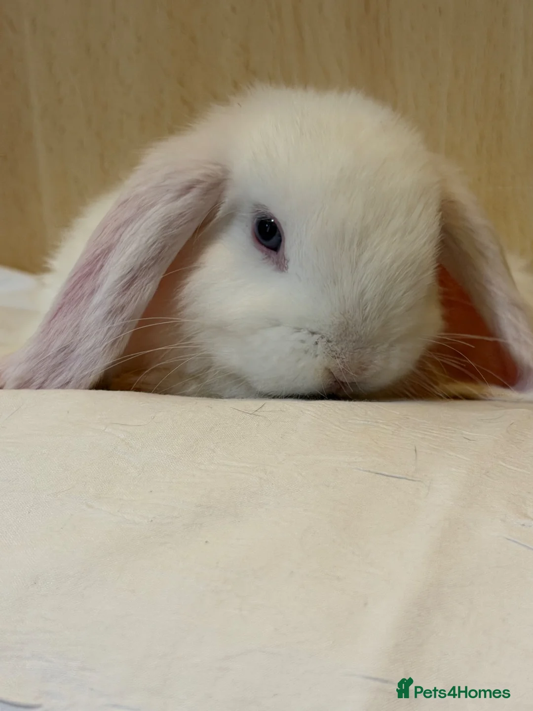 Mini Lop rabbits for sale: Mini lop ear rabbit - Advert 3