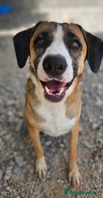 Mixed Breed dogs Umber is searching for his family  - Advert 21